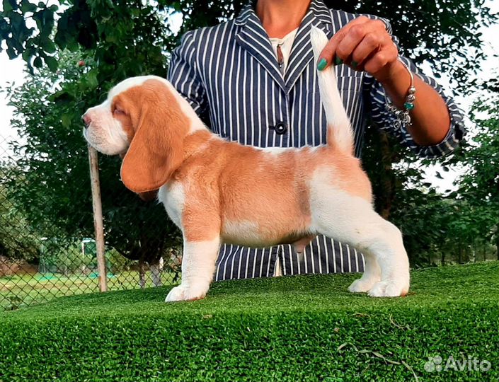 Щенки бигль