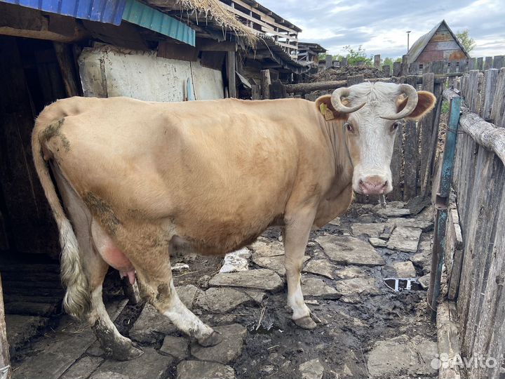Корова дойная