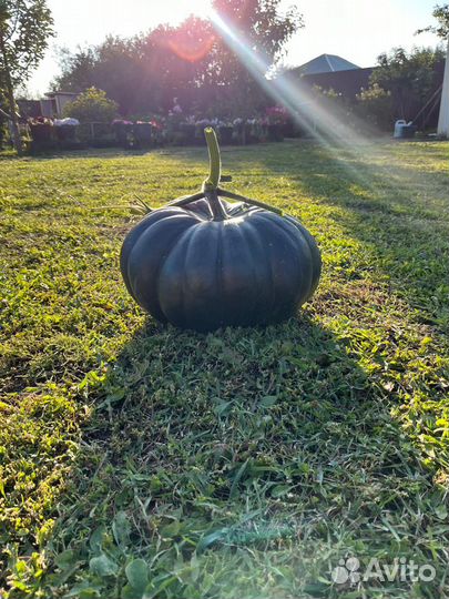 Тыква мускат де прованс