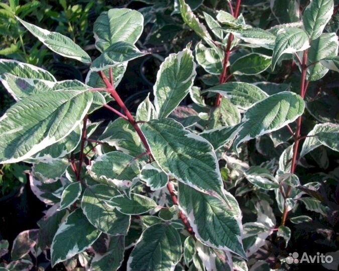 Дерен Сибирика вариегата