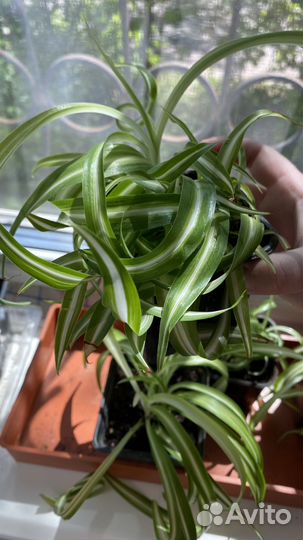 Хлорофитум кудрявый бонни