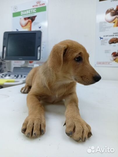 Марта ищет дом