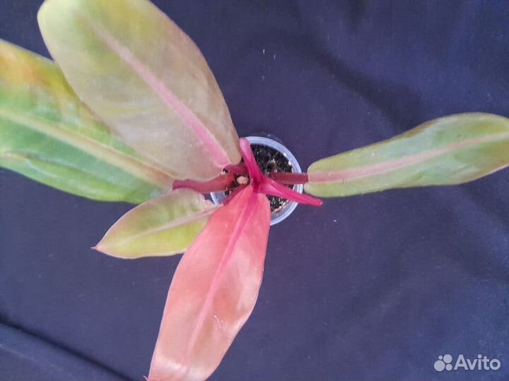 Цветомания