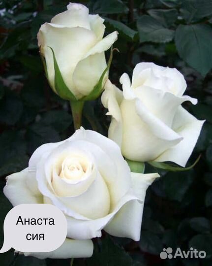 Саженцы роз