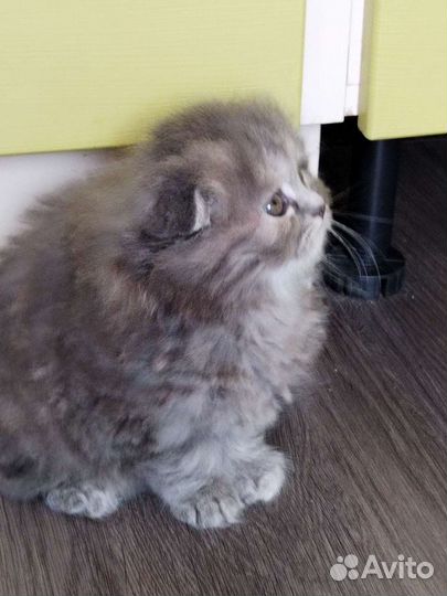 Шотландские вислоухие котята