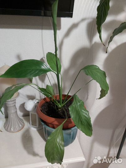 Спатифиллум женское счастье