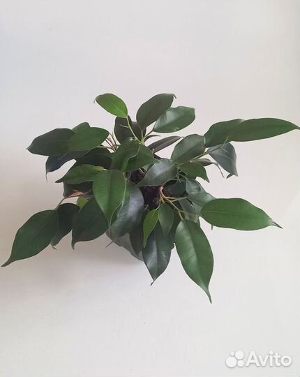 Фикус бенджамина Даниэль