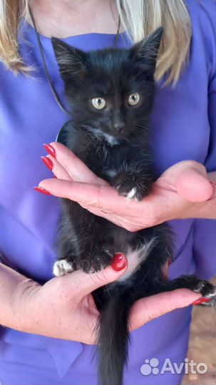 Кошка в дар