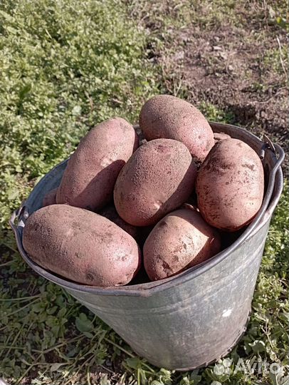 Продам картофель