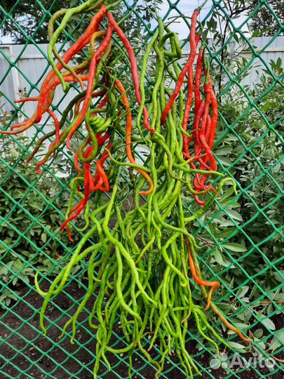 Перец острый на семена 