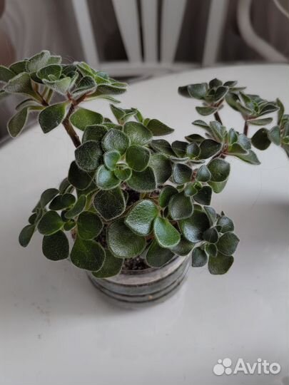 Аихризон, дерево любви