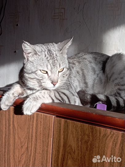 Кошки в добрые руки