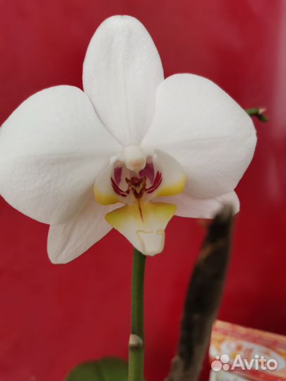 Сортовые фиалки