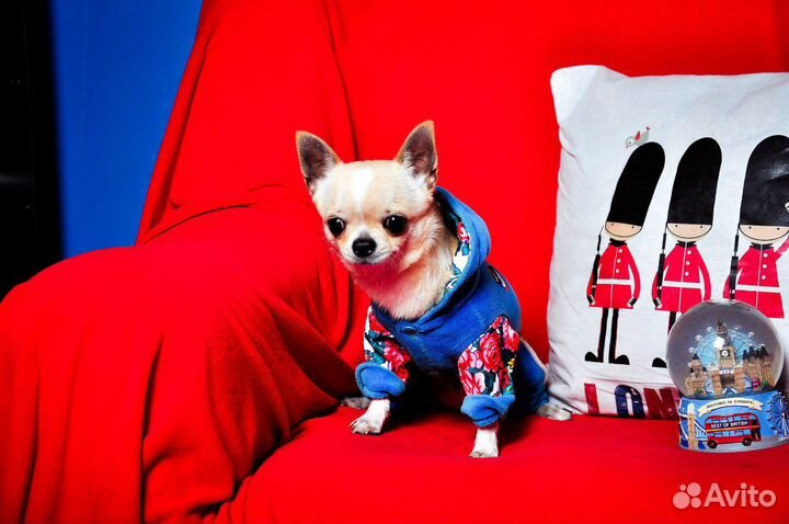 Кобели Чихуахуа кремового и шоколадного окраса