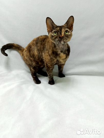 Кошечка Девон рекс