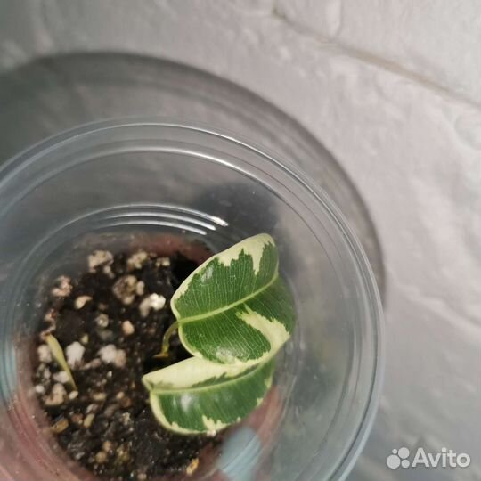 Фикус Бенджамина Ирэн