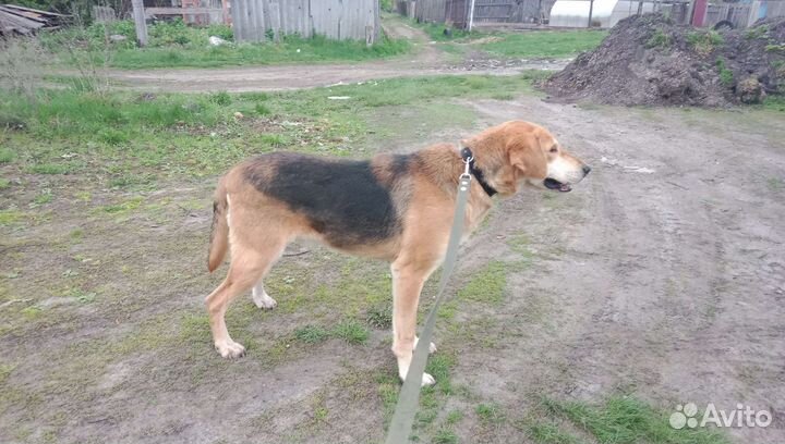 Собака для вязки