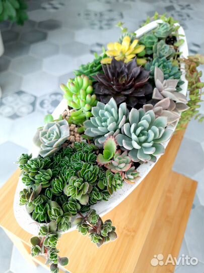 Садики с суккулентами
