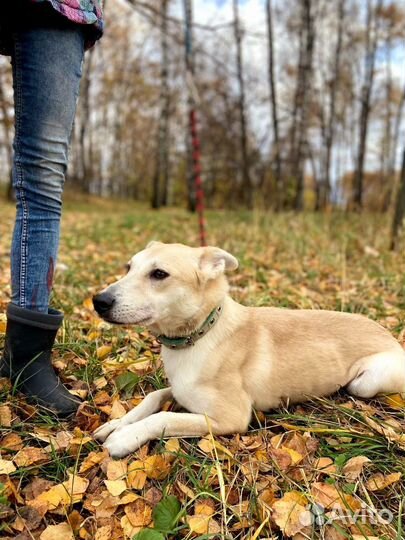 Спасите Айву из приюта