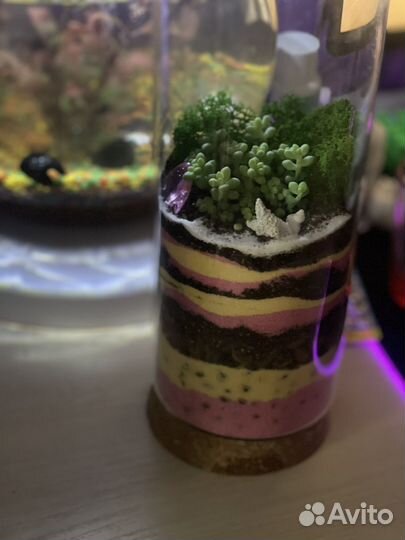 Флорариум. Суккулеты. Цветы. Букет