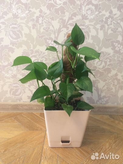 Сциндапсус