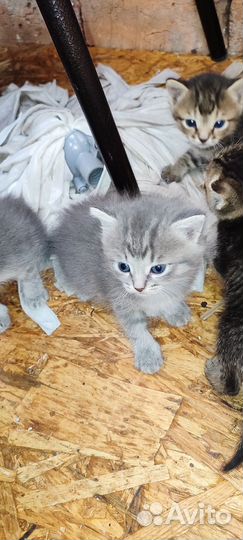 Котята в добрые руки приучены к лотку