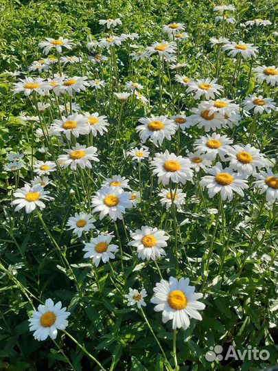 Корни ромашки белой