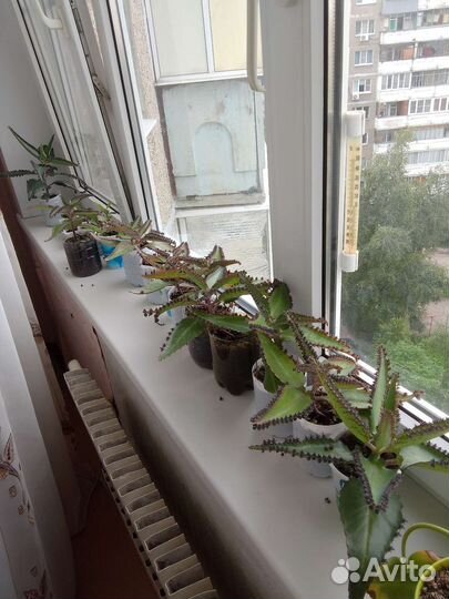 Каланхоэ живородящий лечебный