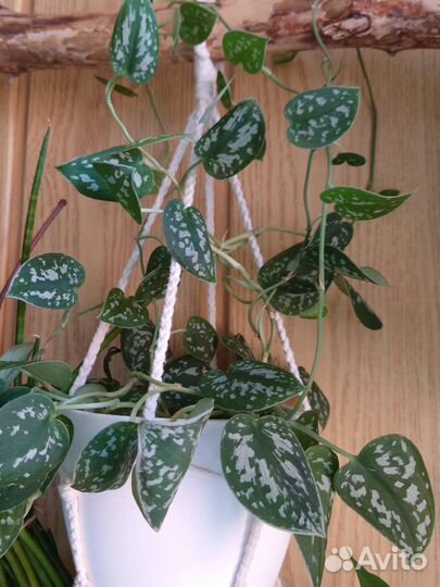 Фикус Лирата, Сциндаптус, Филодендрон,Портулакария