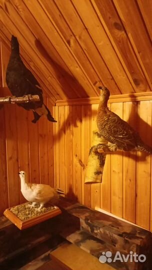 Продам чучела соболя, куропатки, глухарки, и др