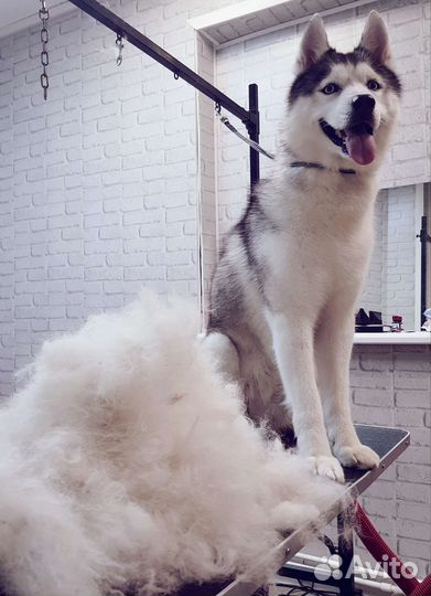 Груминг. Стрижка собак, кошек. Экспресс-линька