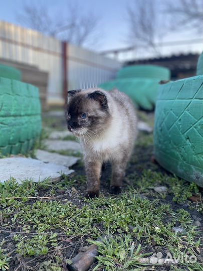 Кошка найдена. В добрые руки