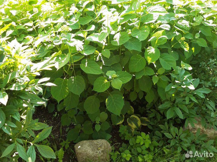 Гортензия отростки