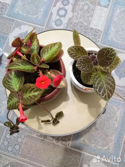 Эписции детки