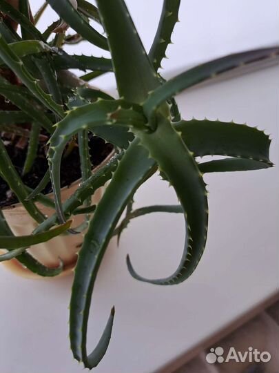 Алоэ лечебный 3 года