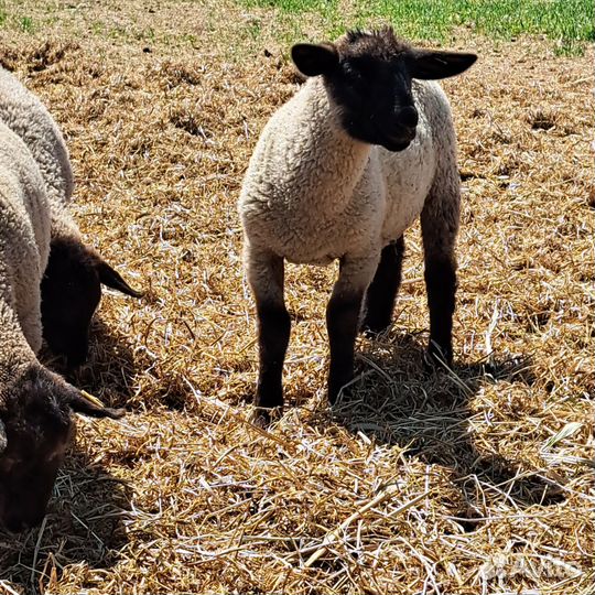 Ягнята баранчики суффолк