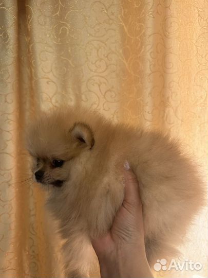 Померанский шпиц