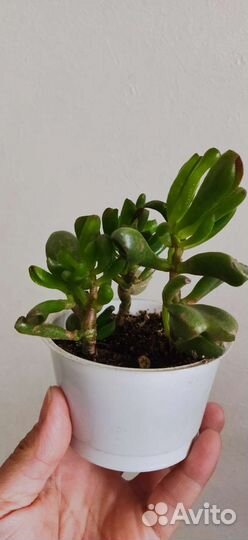 Крассула хоббит