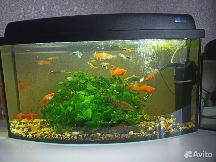 Аквариум с рыбками