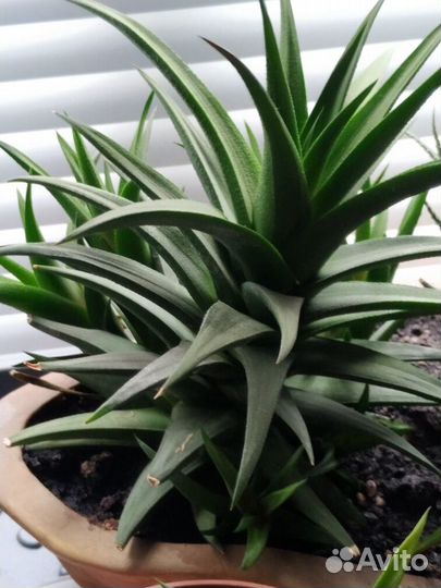 Сансивиерии Пиквикула,хавортии