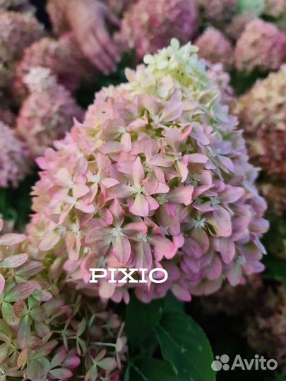 Гортензия с бутонами Новинка Pixio Пиксио