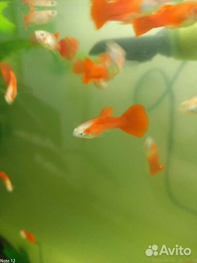 Гуппи чистая линия Красный блондин и Черный принц