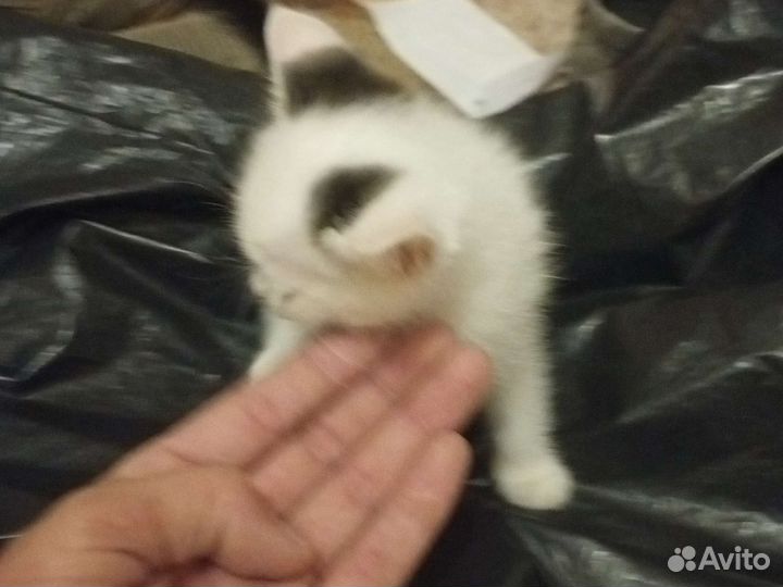 Отдам в добрые руки котенка