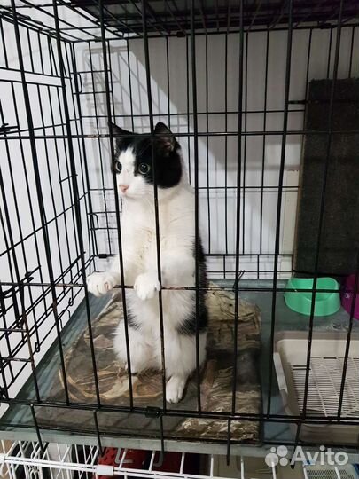 Кот Сёма ищет дом