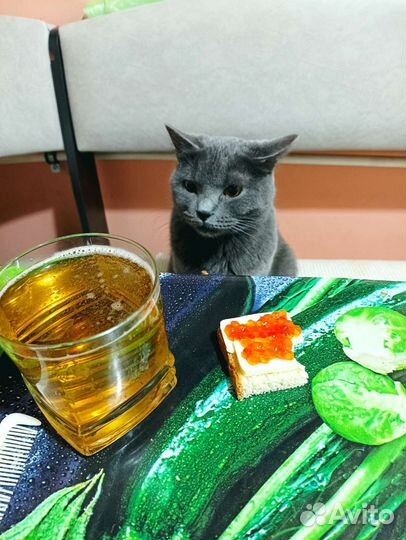 Серый красавчик