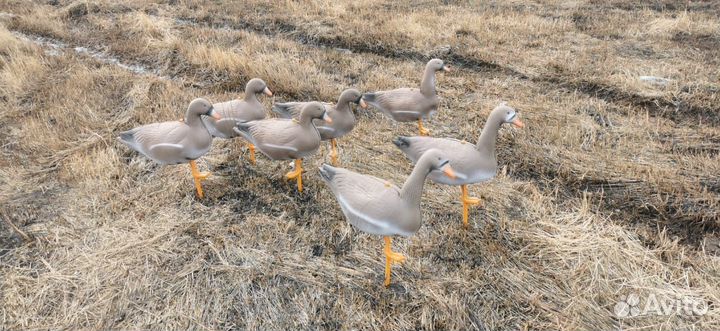 Гуси для охоты