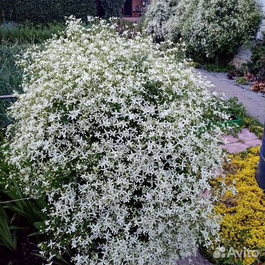 Клематис Белое облако