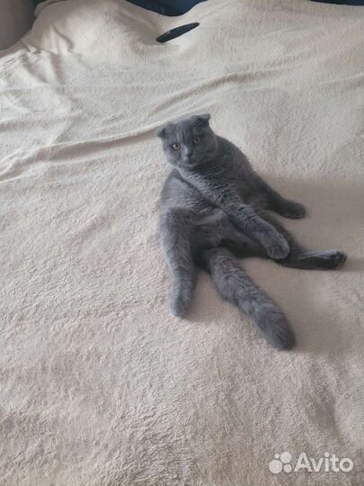 Кошка на вязку