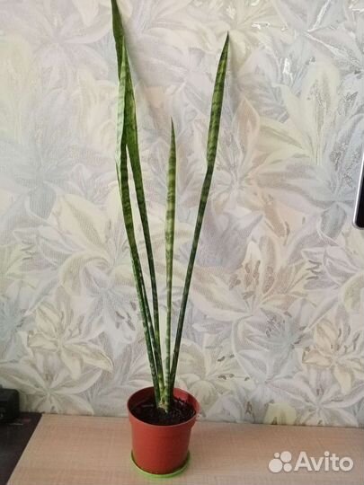 Сансевьерия