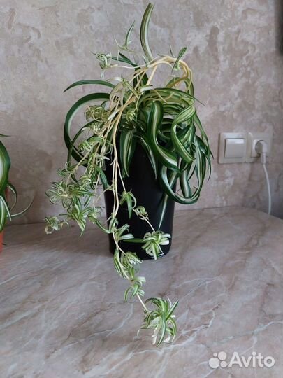 Хлорофитум